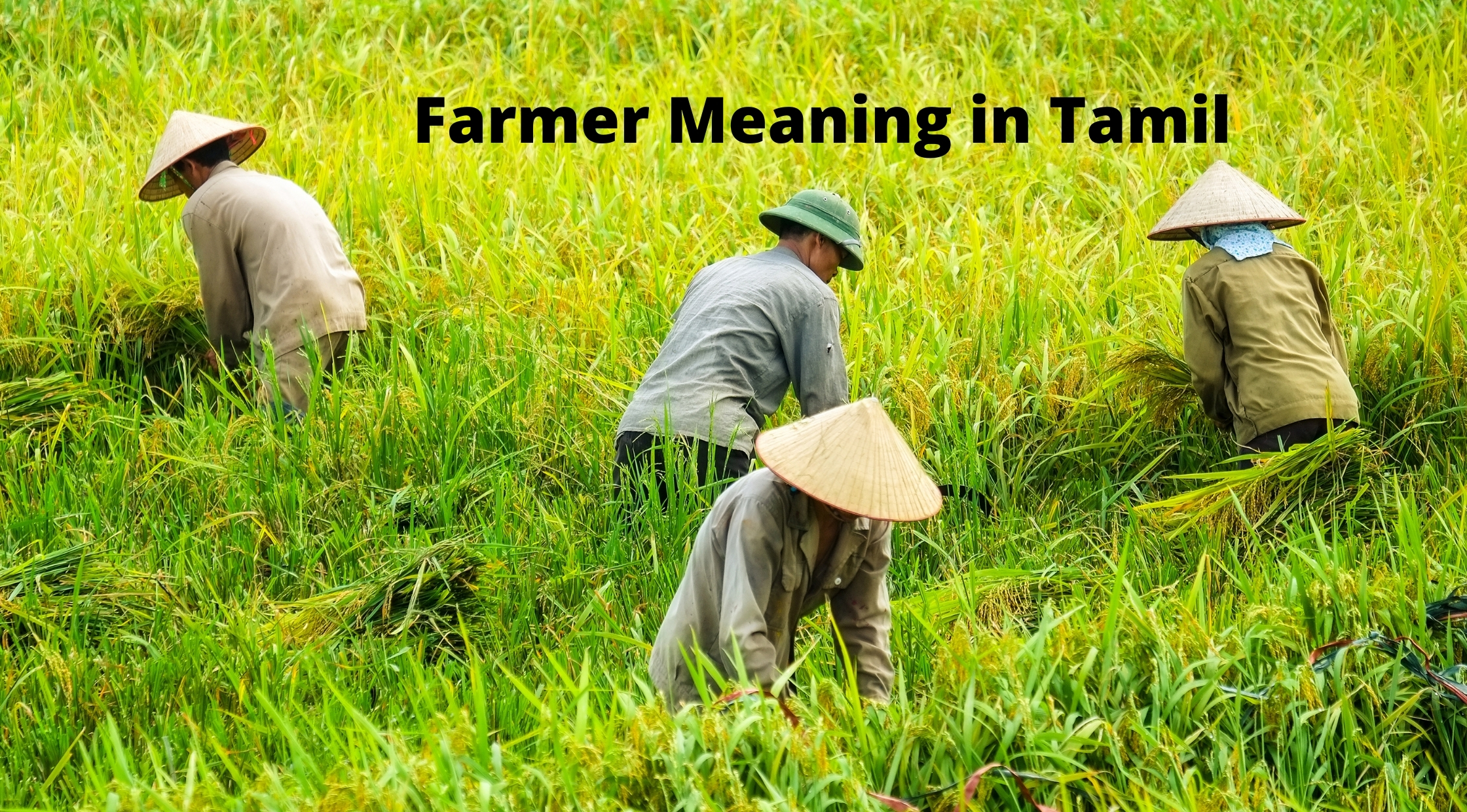 Farmer Meaning in Tamil